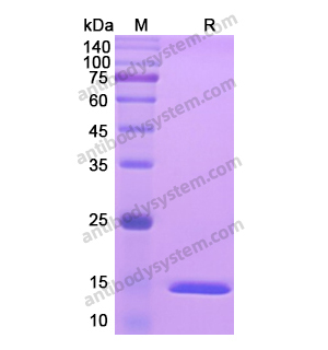 Recombinant Human TNFa/TNF-alpha, N-His