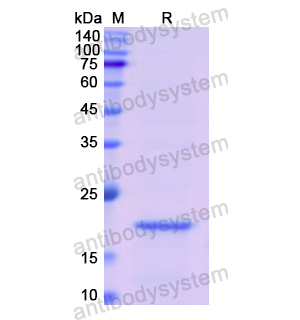 Recombinant Mouse TNFa/TNF-alpha, N-His