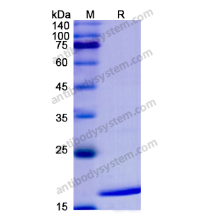 Recombinant Human IFNA1/Interferon alpha-D, N-His