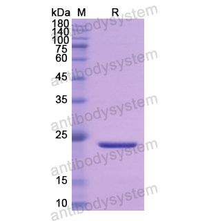 Recombinant Human IFNA10, N-His