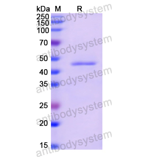 Recombinant Human IFNA21, N-GST