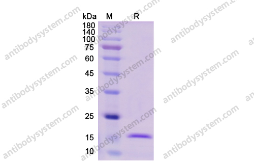 Recombinant Human IL1A/IL1F1, C-His