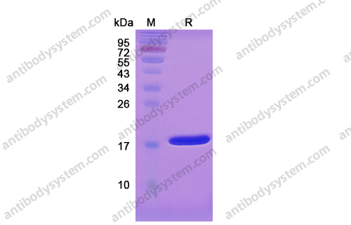 Recombinant Human IL1B/IL1F2, C-His
