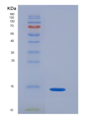 Recombinant Chemokine (C-X-C motif) ligand 7 ( CXCL7)