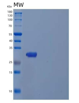 Recombinant Human Tryptase alpha/beta-1/TPSAB1 Protein(C-6His)