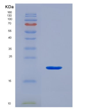 Recombinant Interleukin 1 Alpha (IL1a).