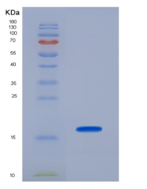 Recombinant Platelet Derived Growth Factor AA (PDGFAA)
