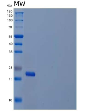 Recombinant Interleukin 20 (IL20)