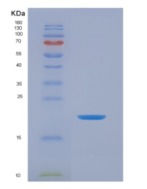 Recombinant Interleukin 1 Family, Member 9 (IL1F9)