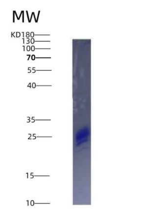 Eukaryotic Interleukin 7 (IL7)