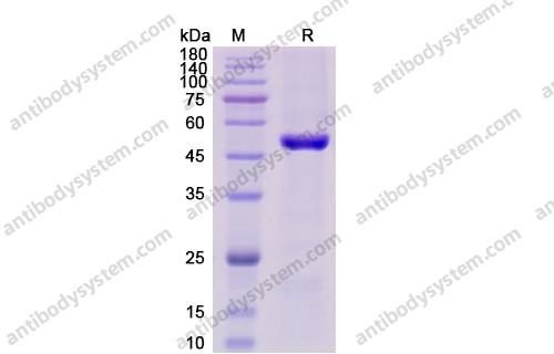 Recombinant Human CD4, C-His