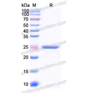 Recombinant Human HLA-DRA, N-His