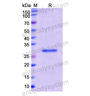 Recombinant Human HLA-DRB1, N-His