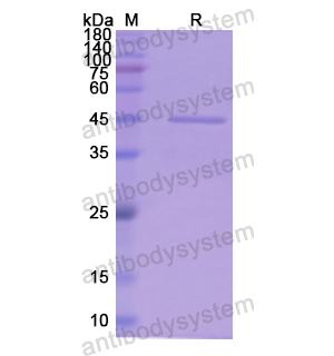 Recombinant Human MB, N-GST