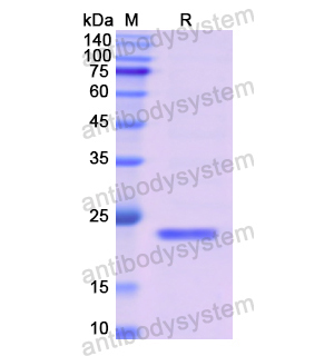 Recombinant Human COL1A1, N-His