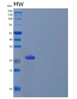 Recombinant Human Kallikrein 11 Protein