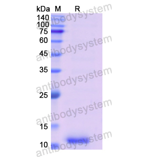 Recombinant Human COL2A1, N-His