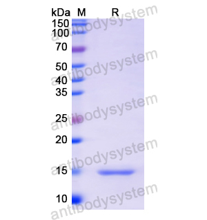 Recombinant Human PIIINP/COL3A1, N-His