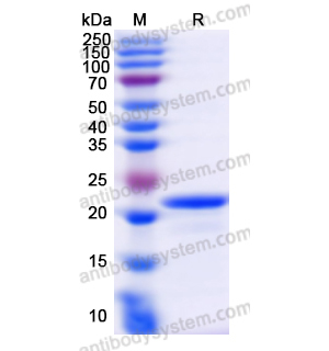 Recombinant Human CRYAB, N-His