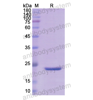 Recombinant Human APOA2, N-SUMO