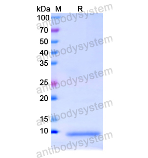 Recombinant Human APOC1, N-His