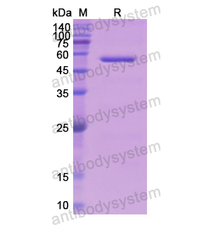 Recombinant Human FGB, N-His