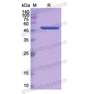 Recombinant Human APCS, N-GST