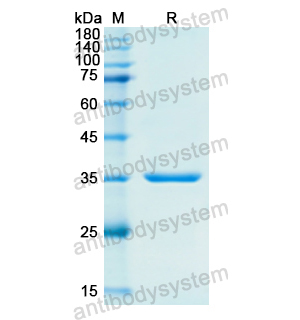 Recombinant Human FN1, N-His