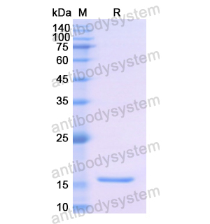 Recombinant Human TTR, N-His