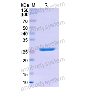 Recombinant Human F11, N-His