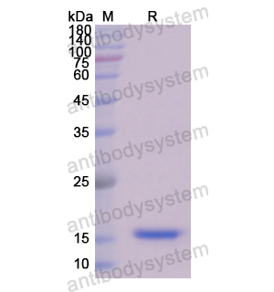 Recombinant Human PDGFA, N-His
