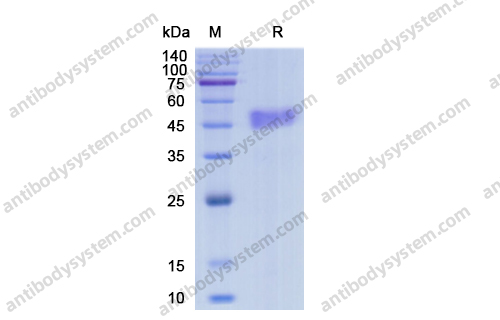 Recombinant Human CD3D, C-Fc