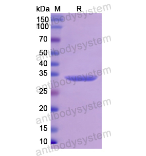 Recombinant Human PRM1, N-GST