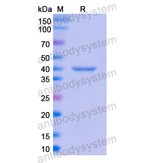 Recombinant Human H2AC4, N-GST