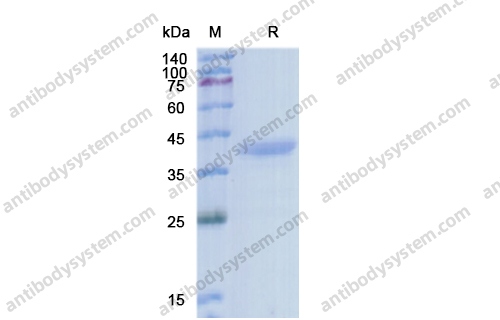 Recombinant Human IGF1, C-Fc