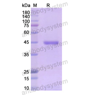 Recombinant Human SERPINE1/PAI-1, N-His