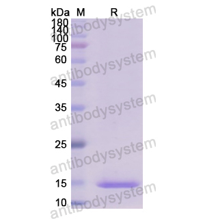 Recombinant Human SERPING1, N-His