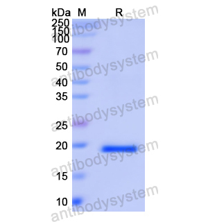 Recombinant Human ISG15, N-His