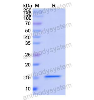 Recombinant Human LGALS2, N-His