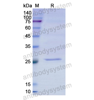 Recombinant Human CYP1A2, N-His