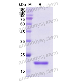 Recombinant Human FGF1, No tag