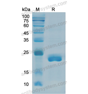 Recombinant Human IL6, N-His