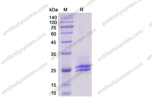 Recombinant Human IL6, C-His & C-Avi