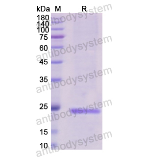 Recombinant Human EDN1/Endothelin1 , N-His