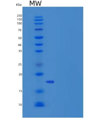 Recombinant Human IL36G / IL1F9 Protein