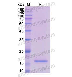 Recombinant Human FABP3, N-His