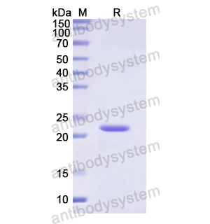 Recombinant Human CLEC3B, N-His