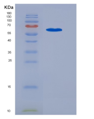 Eukaryotic Stem Cell Factor Receptor (SCFR)