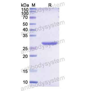 Recombinant Human SERPIND1, N-His