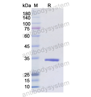 Recombinant Human CD1A, N-His